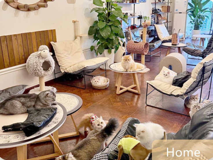 customized brand Strong Bubble Milky SPA Pet dog cat Wash Machine for pet hospital store home