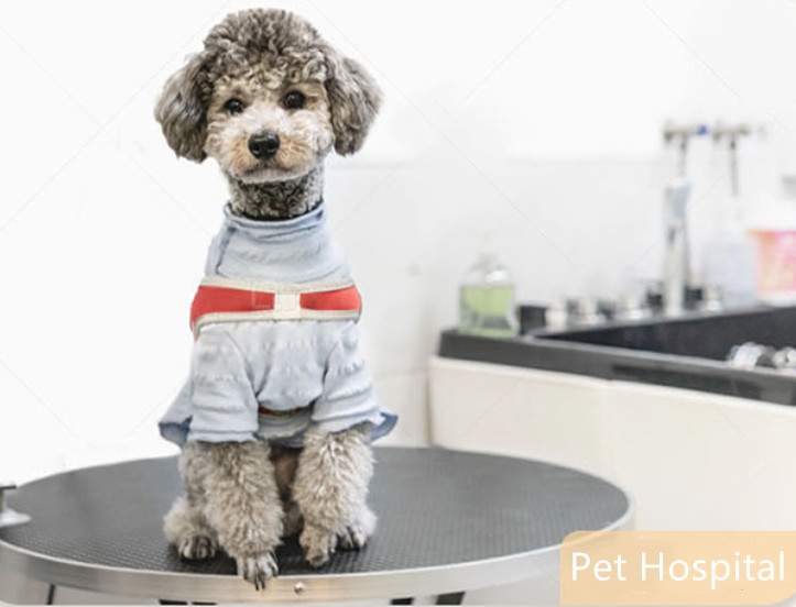 pet hospital_副本