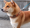 Dog Collar Neprone Canvas With Handle Adjustable Heavy Duty Metal Buckle Tactical Pet Dog Collars
