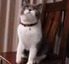 factory customize Linen Cotton Wear Resistant Safe Breakaway Buckle Adjustable Sash Bell Pet Cat Puppy Collar