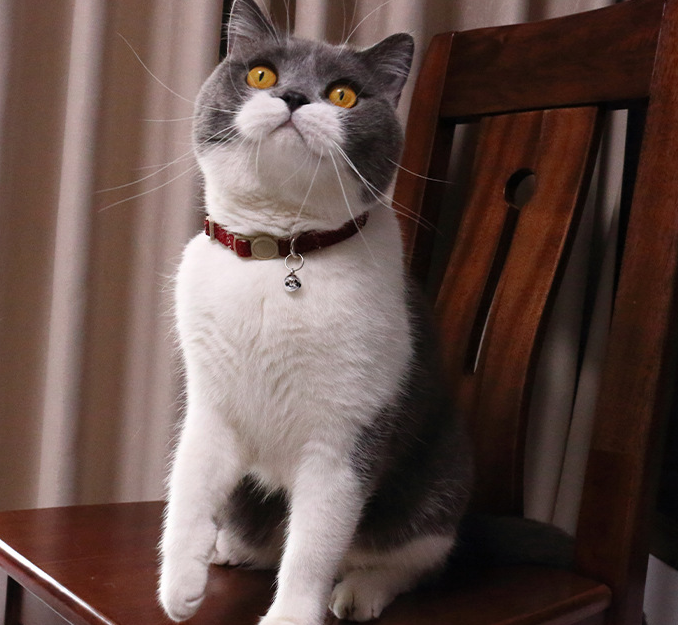 factory customize Linen Cotton Wear Resistant Safe Breakaway Buckle Adjustable Sash Bell Pet Cat Puppy Collar