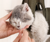 Cat Bath Nail Clipper Anti-Scratch Wash Cat Bag Fixed Guarantee Cat Bag Shackle Hanging Cat Bag Pet Hammock